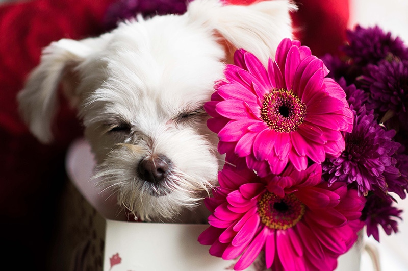 Chi Apso (Chihuahua & Lhasa Apso Mix): Pictures, Info, Care Guide & More