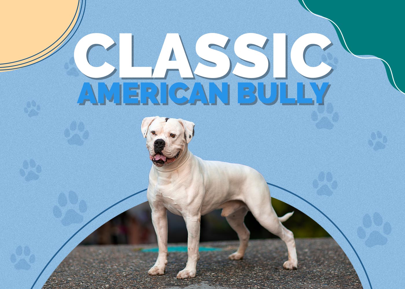 Classic American Bully: Info, Pictures & Traits