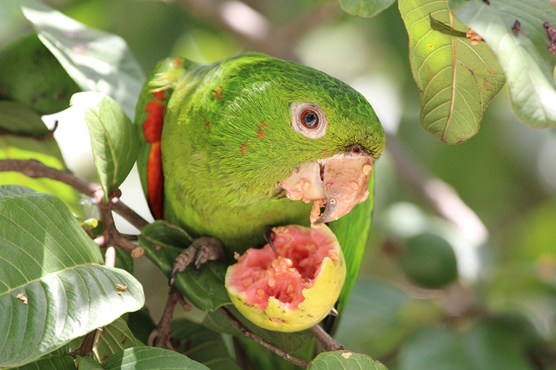 Are Parrots Herbivores, Omnivores or Carnivores? Vet-Approved Facts & FAQ