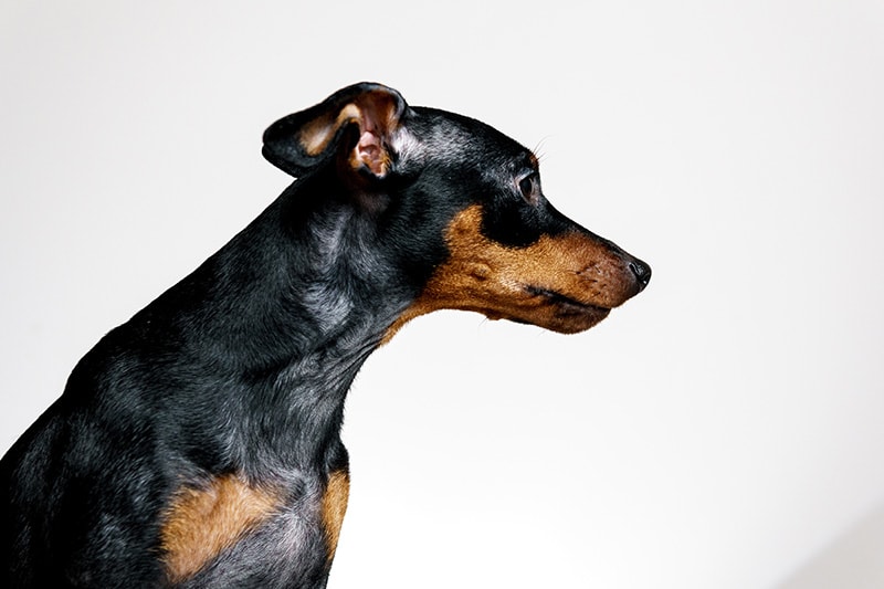 Alopecia X in Dogs: Causes, Signs, Treatments & FAQ (Vet Answer)