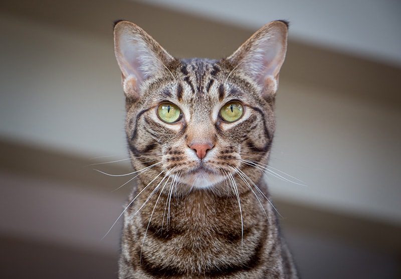 Ocicat Pros & Cons: 9 Things To Consider Before Bringing One Home
