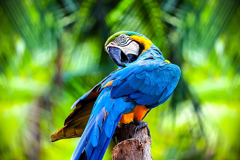Do Parrots Fart? Vet-Approved Health Facts