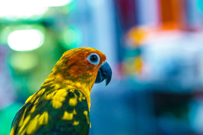 How Big Do Parrots Get? Average Size & Growth Chart (Vet-Verified)