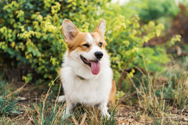 Why Do Dogs Wink? 4 Vet-Reviewed Reasons