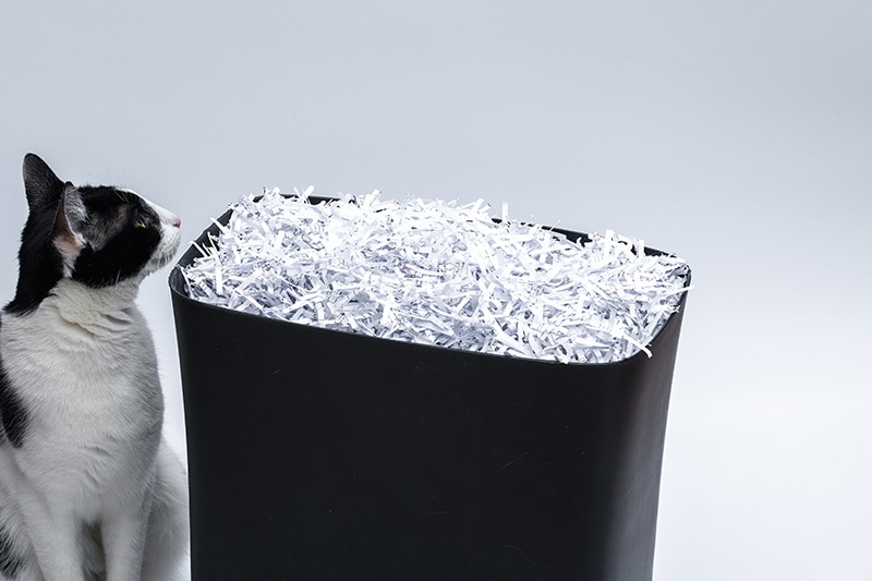curious cat sniffing a bucket filled with shredded paper