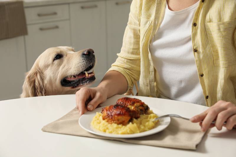 cute dog begging for food while owner eating at table
