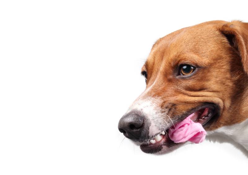 My Dog Swallowed My Underwear: Our Vet Explains What to Do