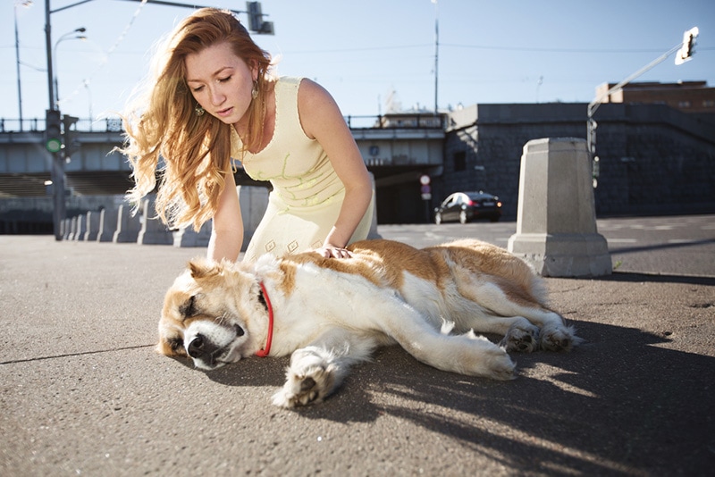 Dog Hit by a Car? Our Vet Explains What to Do
