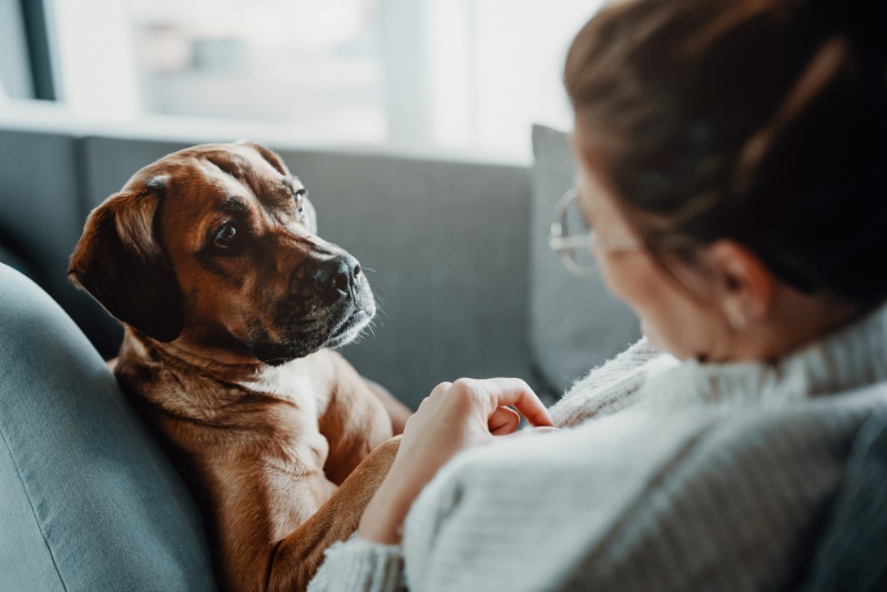 What to Do When Your Dog is in Heat: 8 Vet Approved Comfort & Care Tips