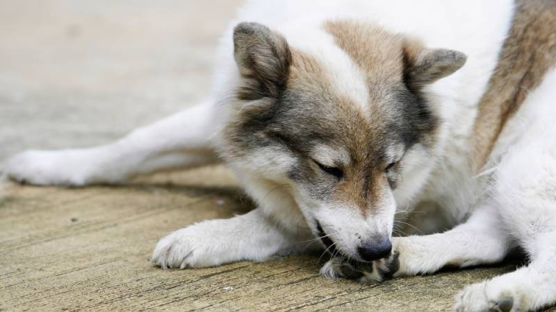 dog licking its paw due to itching