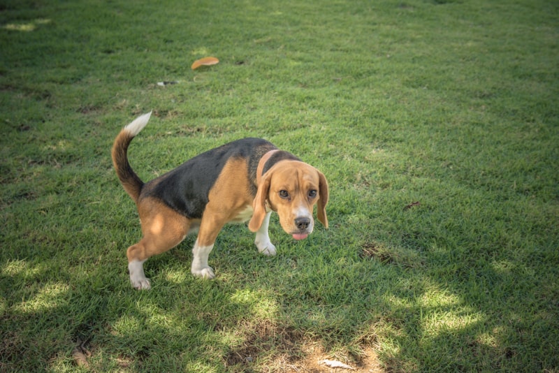 Do Female Dogs Mark Territory? 5 Vet-Reviewed Reasons