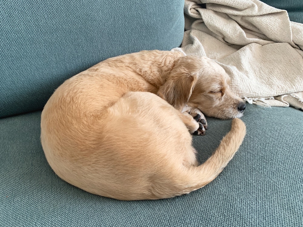 Why Do Dogs Curl Up? 6 Common Reasons