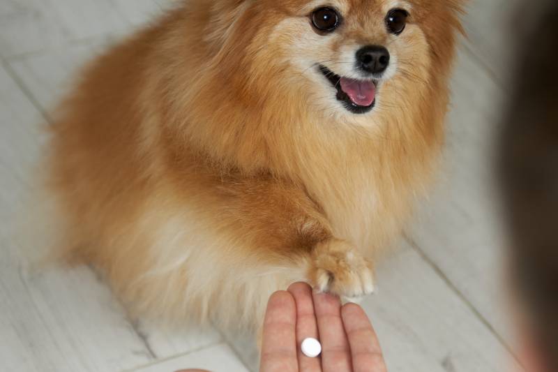 dog takes the pill from the owner's hand with its paw