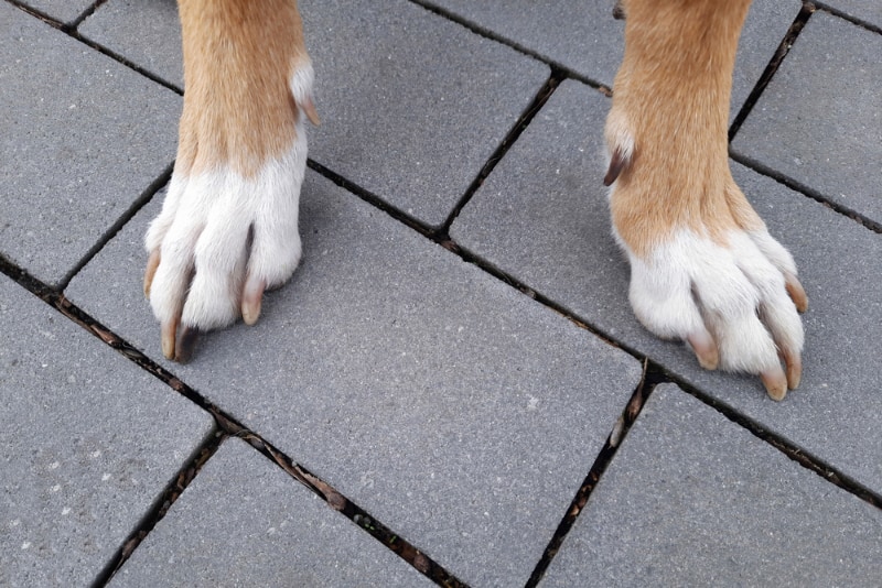 Should a Dog's Dewclaws Be Removed? Our Vet Explains