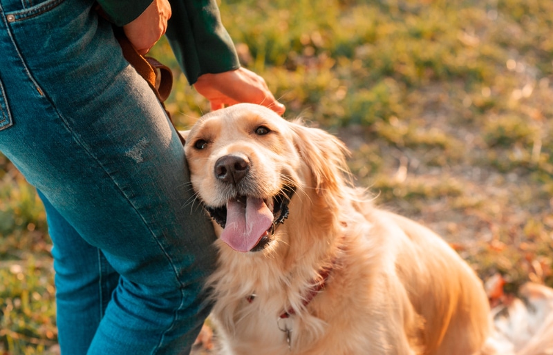 Why Does My Dog Lean on Me? 4 Common Reasons