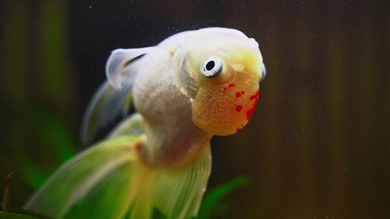 6 Common Goldfish Diseases: Our Vet Explains Treatment & Prevention