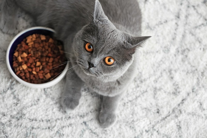 Do Cats Know When to Stop Eating? Vet Approved Facts & Care Tips