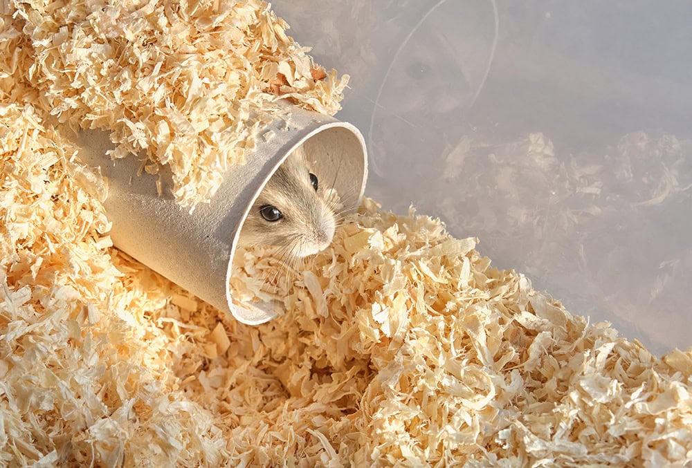 How to Make Hamster Tubes & Tunnels in 7 Easy Steps