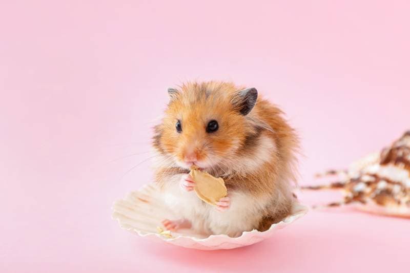 Do Hamsters Explode? Vet-Reviewed Myth vs. Truth