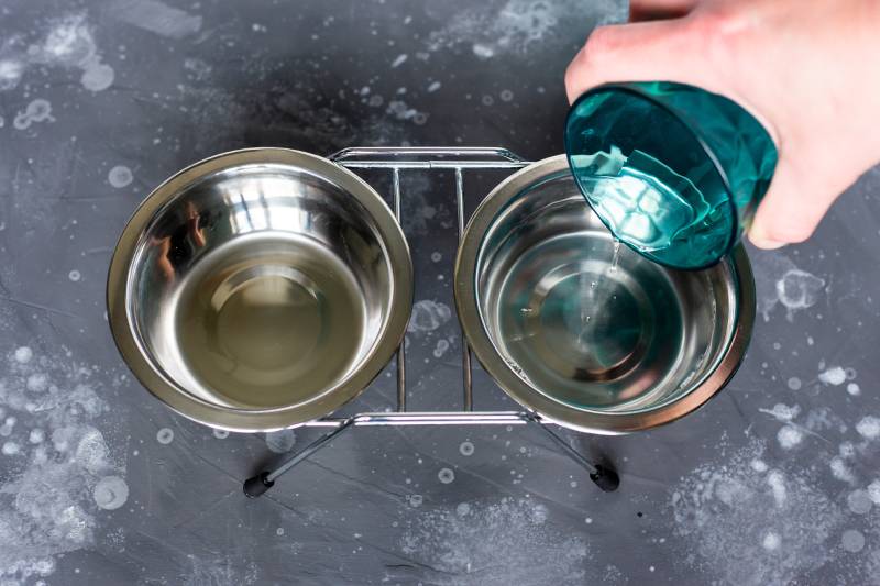How Often to Change Cat Water? Vet-Approved Care Facts