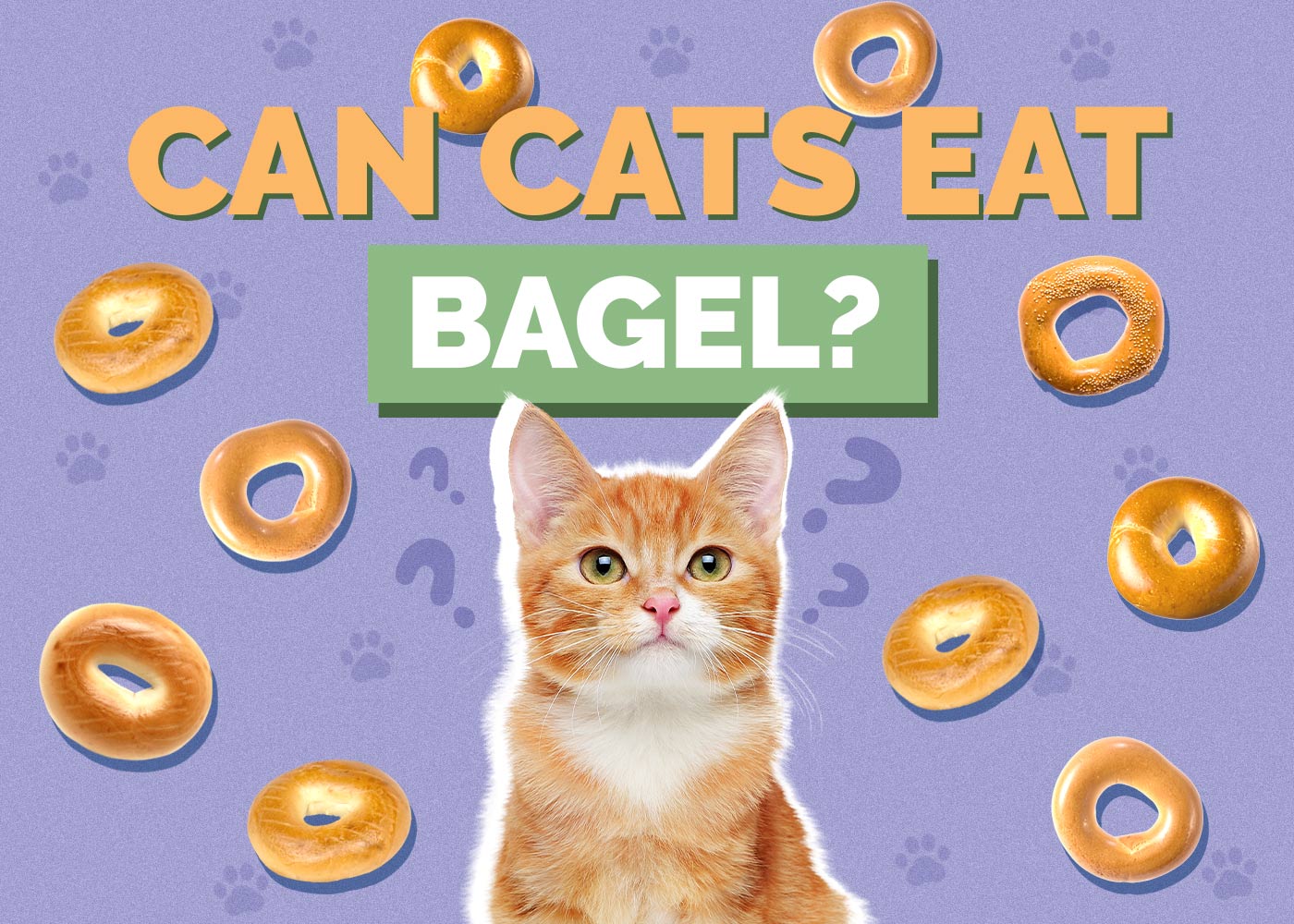 Can Cats Eat Bagels? Vet-Approved Facts & FAQ