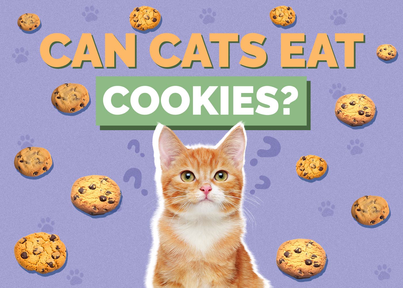 Can Cats Eat Cookies? Vet-Approved Health Guide