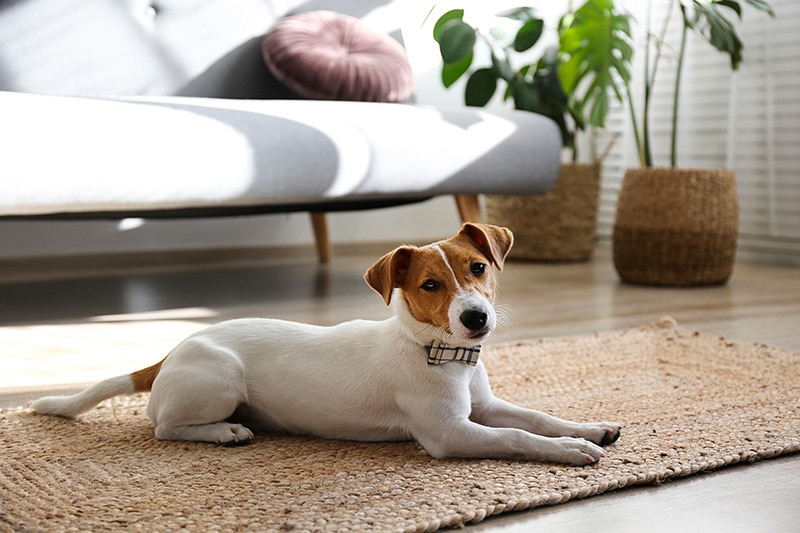 Are Jack Russell Terriers Good Apartment Dogs? Breed Facts & Considerations