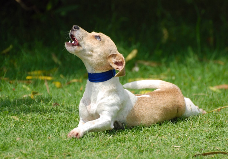 Why Do Dogs Howl When You Howl? 6 Vet-Reviewed Reasons