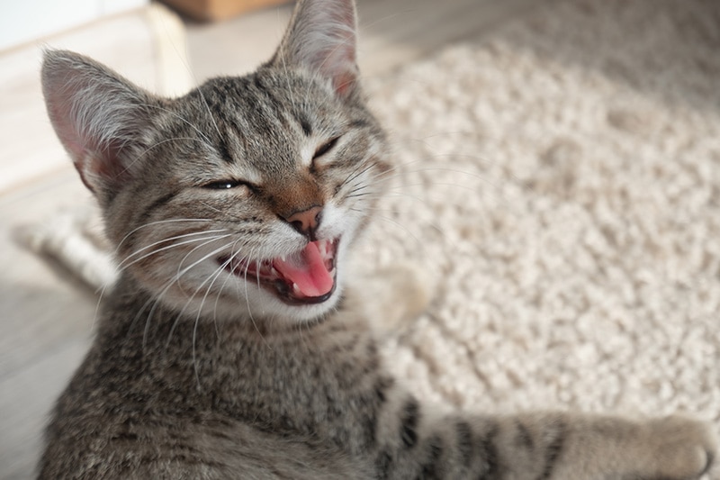 Do Cats Laugh? Vet Approved Facts & FAQ