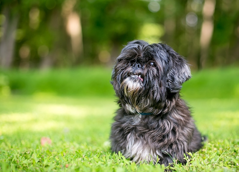 13 Lhasa Apso Mixes: Info, Pictures, Facts & History
