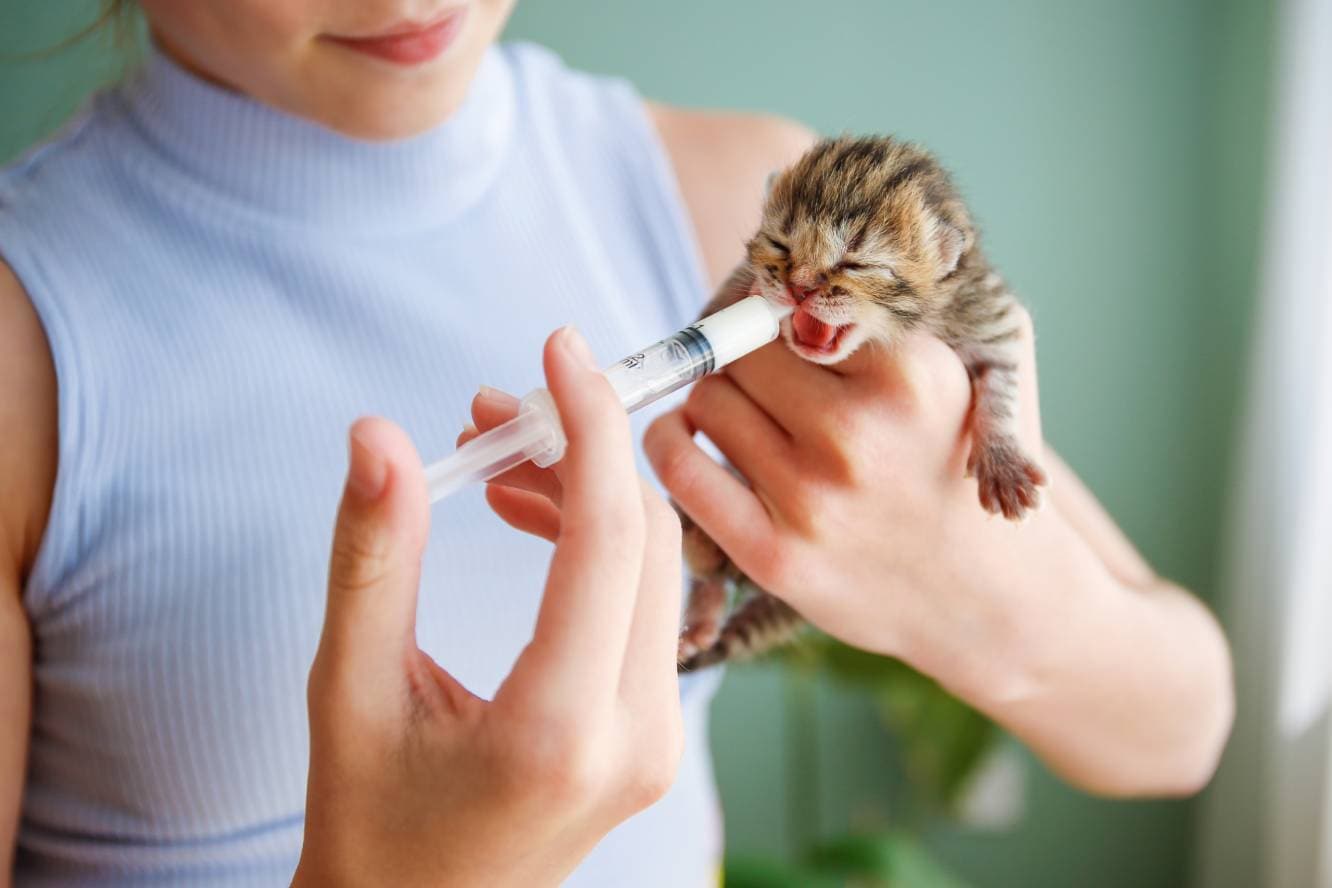 How to Syringe Feed a Kitten – 5 Vet Approved Tips