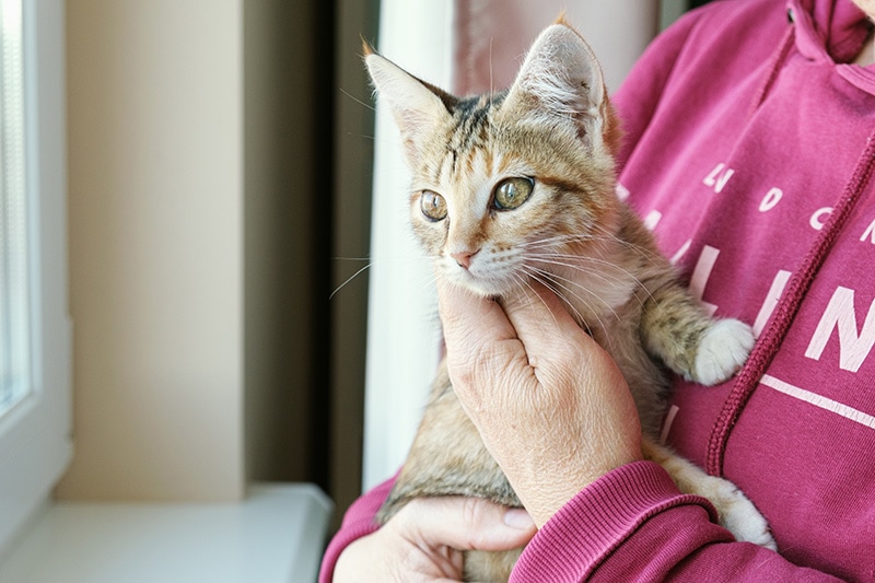 What Is Single Kitten Syndrome? Vet-Reviewed Causes & Concerns