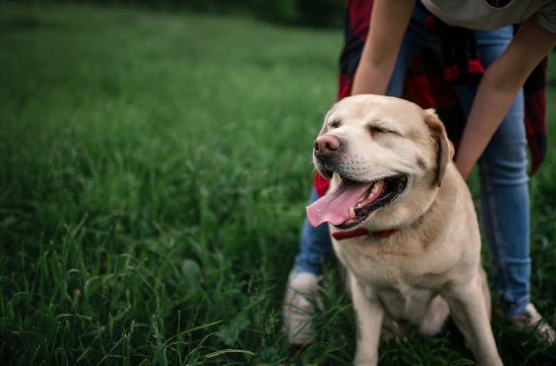 Why Do Dogs Like Butt Scratches? 3 Main Reasons