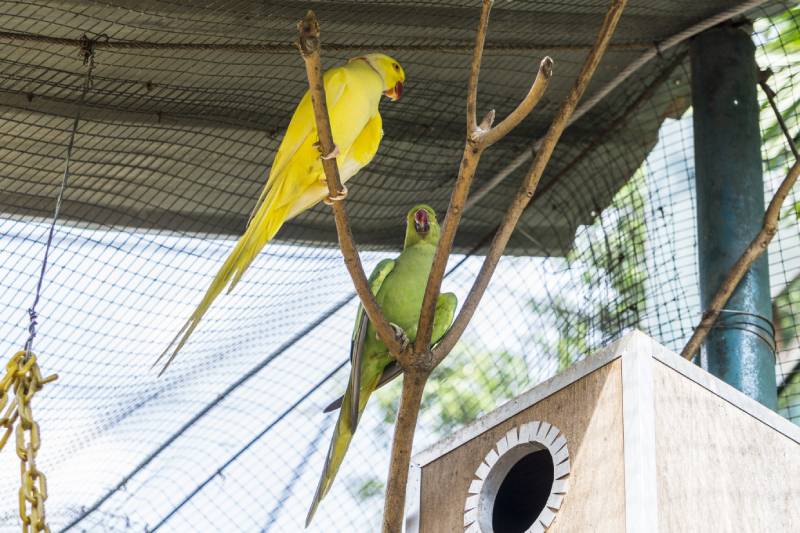pair of Indian ringed-neck parakeet at the Kuala Lumpur Bird Park