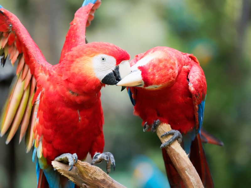 How to Breed Parrots: 6 Vet-Approved Tips