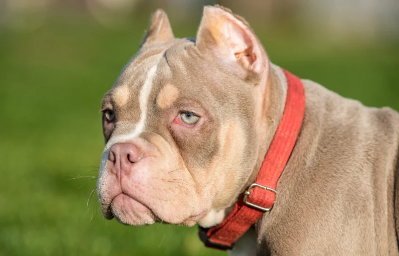 How Many Chromosomes Do Dogs Have? Vet Approved Facts & FAQ