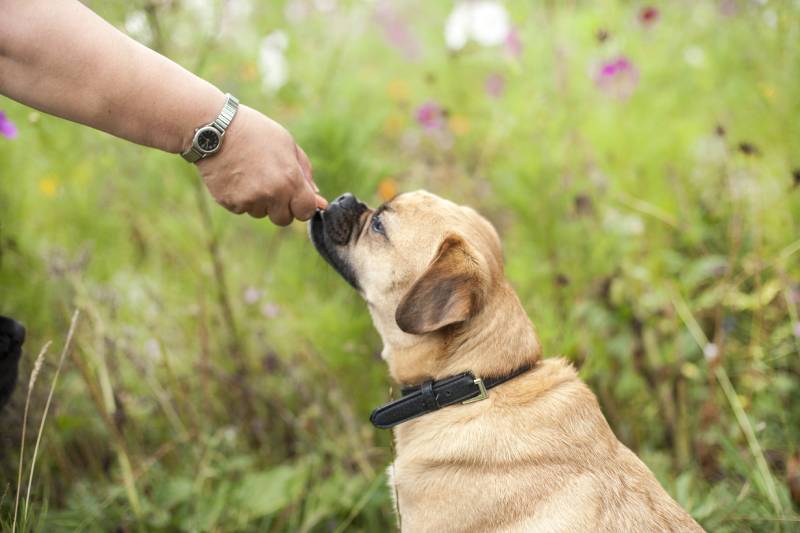 puggle dog being given a treat
