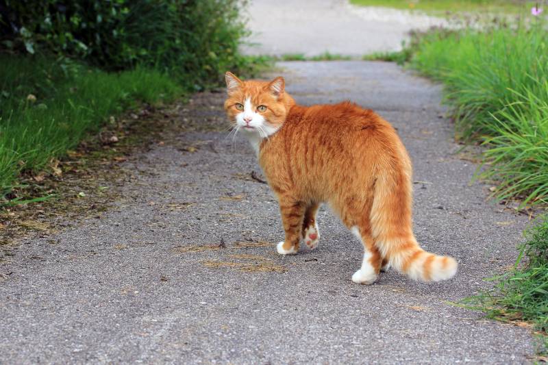 Why Does My Cat Run Away From Me? 6 Possible Reasons