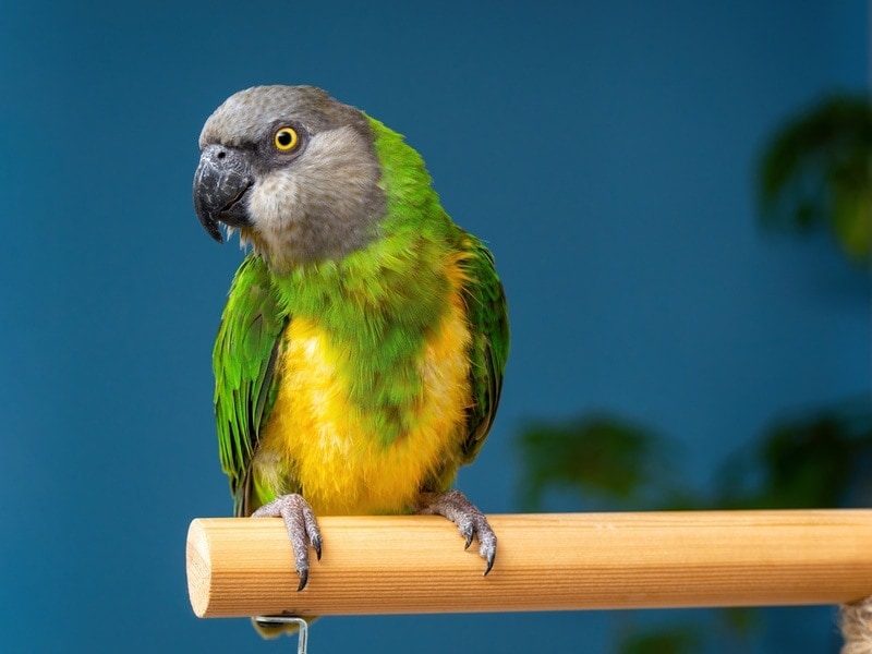 How Long Do Senegal Parrots Live: Average Lifespan, Data & Care