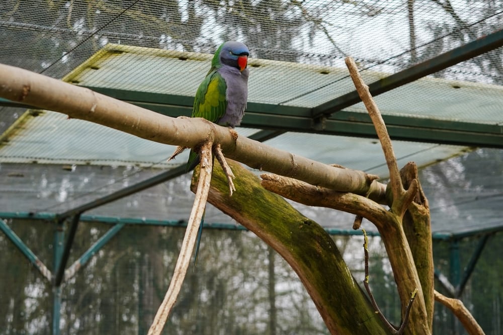 How Do Parakeets Sleep? Vet-Verified Facts & Explanation