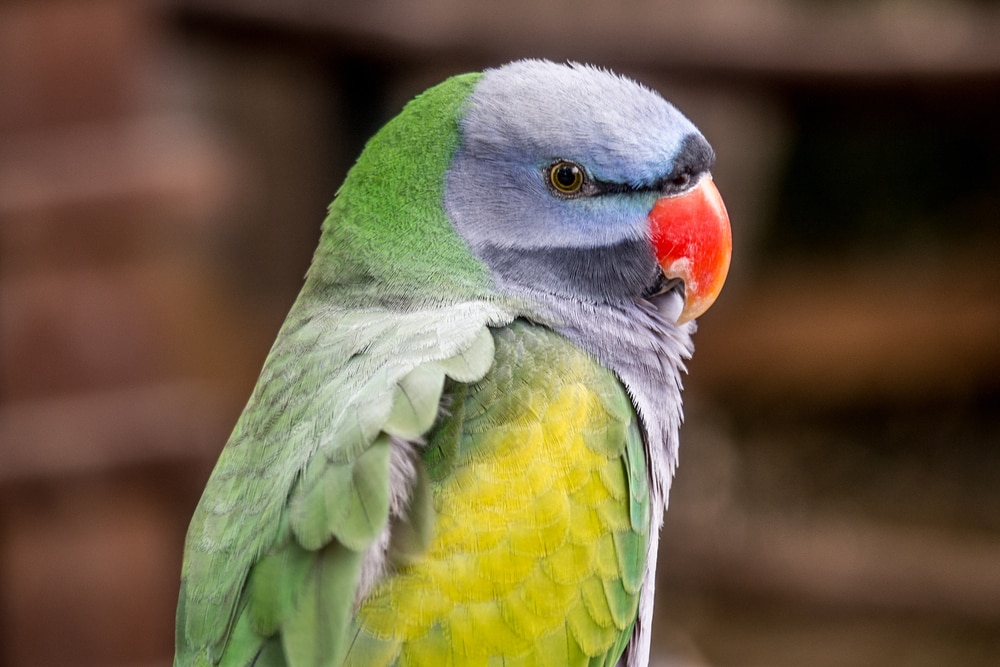 Why Do Parakeets Bob Their Heads? 8 Vet-Reviewed Reasons