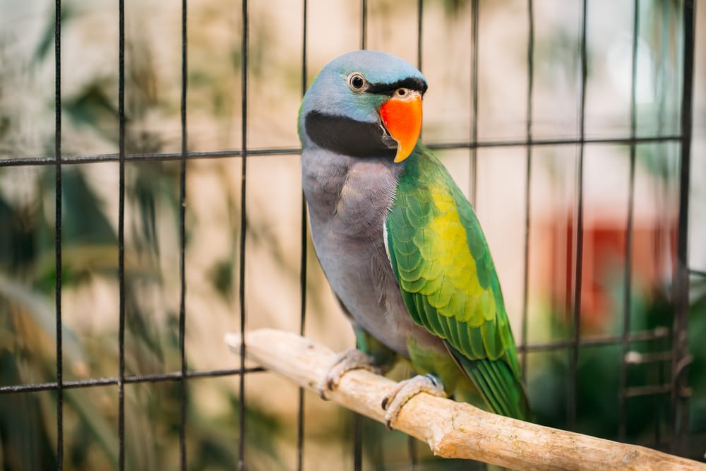 Derbyan Parakeet: Info, Pictures, Personality & Care Guide