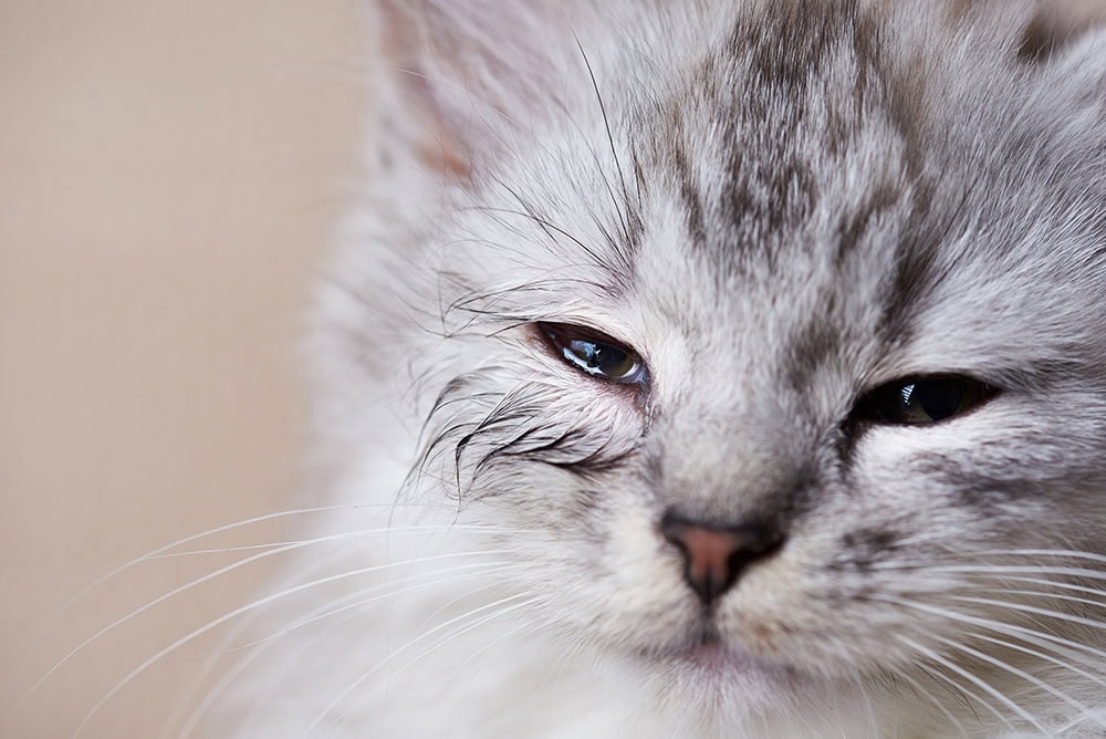 Chlamydia in Cats: Causes, Signs & Treatments (Vet Answer)