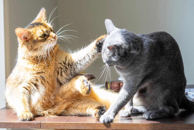 Why Does My Cat Hate Other Cats? 6 Common Reasons
