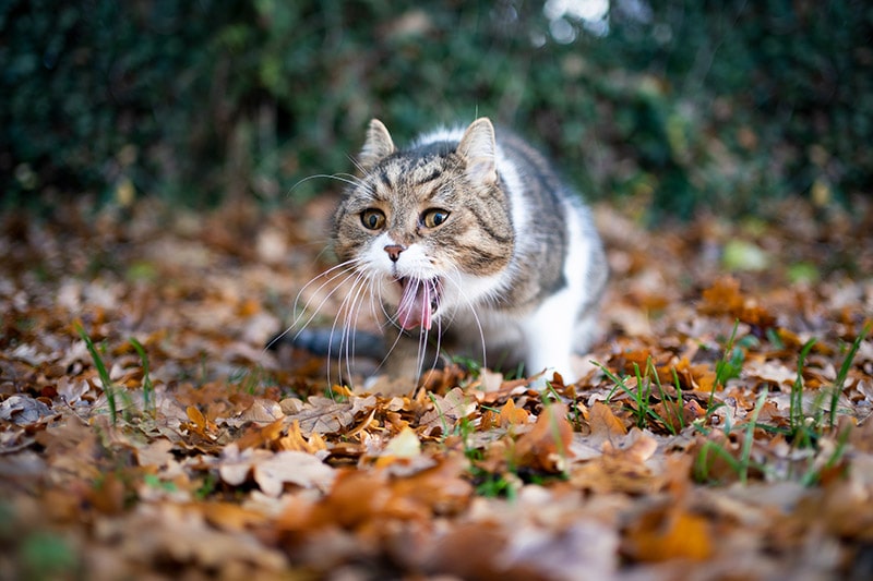 What to Do If Your Cat Is Throwing Up Blood: Vet Approved Crucial Steps to Follow & Reasons
