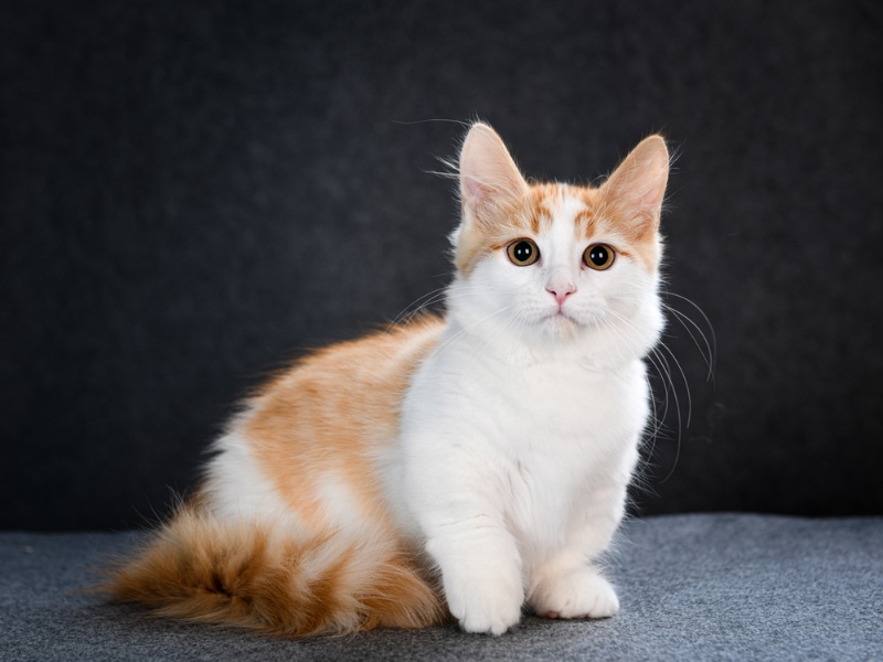 Why Is My Cat So Small? 7 Possible Reasons