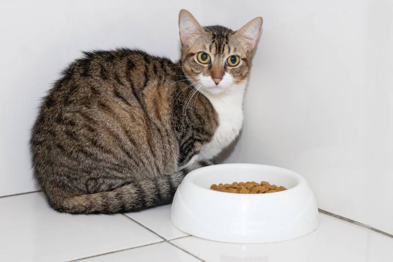My Cat Isn't Eating Much but Acting Normal: 11 Vet-Reviewed Reasons