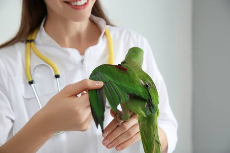Why Is My Parakeet Losing Feathers? 10 Vet-Approved Common Causes