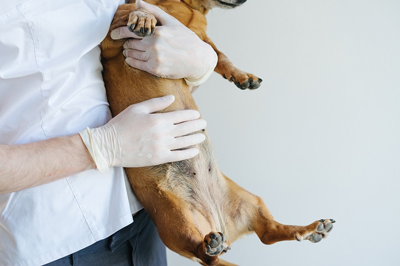 Why Is My Dog Losing Hair on Their Belly? 12 Vet-Verified Reasons