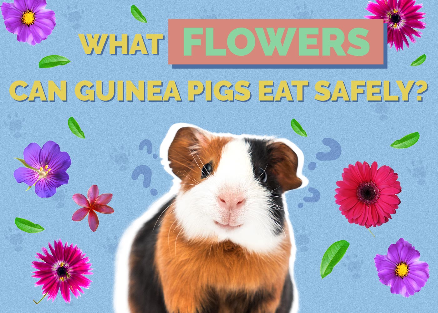 What Flowers Can Guinea Pigs Eat Safely? Vet-Approved List